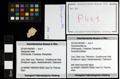 Foto (Objekt + Etiketten) von Goniodromites sp. 